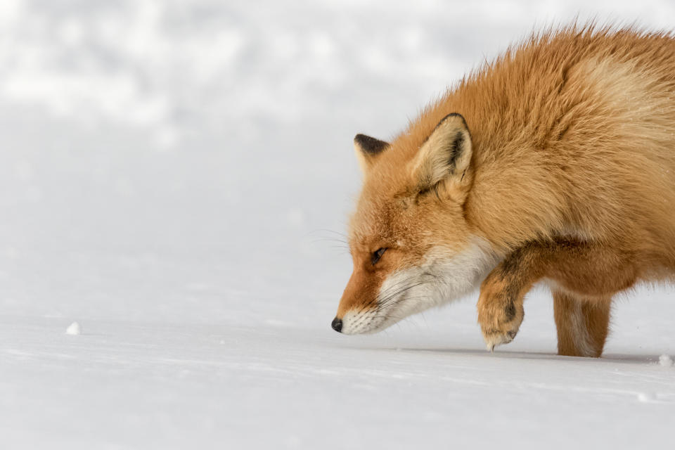 'Follow the tracks': A fox in Rausu, Japan, finding its way