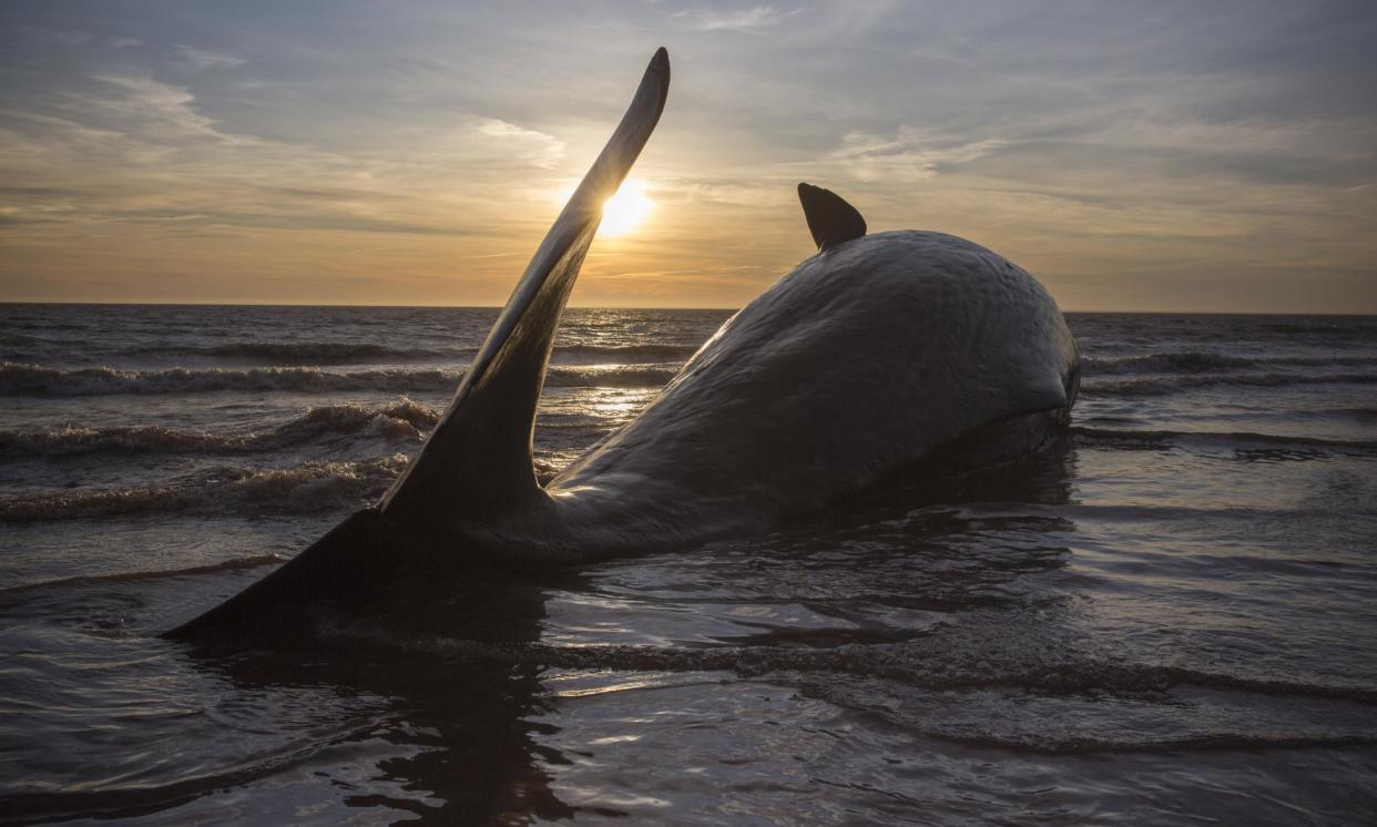 <span>‘The dark hull of its spine and the fringe of its mouth, bronze in the low-coming light’ … stranded in Whale Fall.</span><span>Photograph: Dan Kitwood/Getty Images</span>