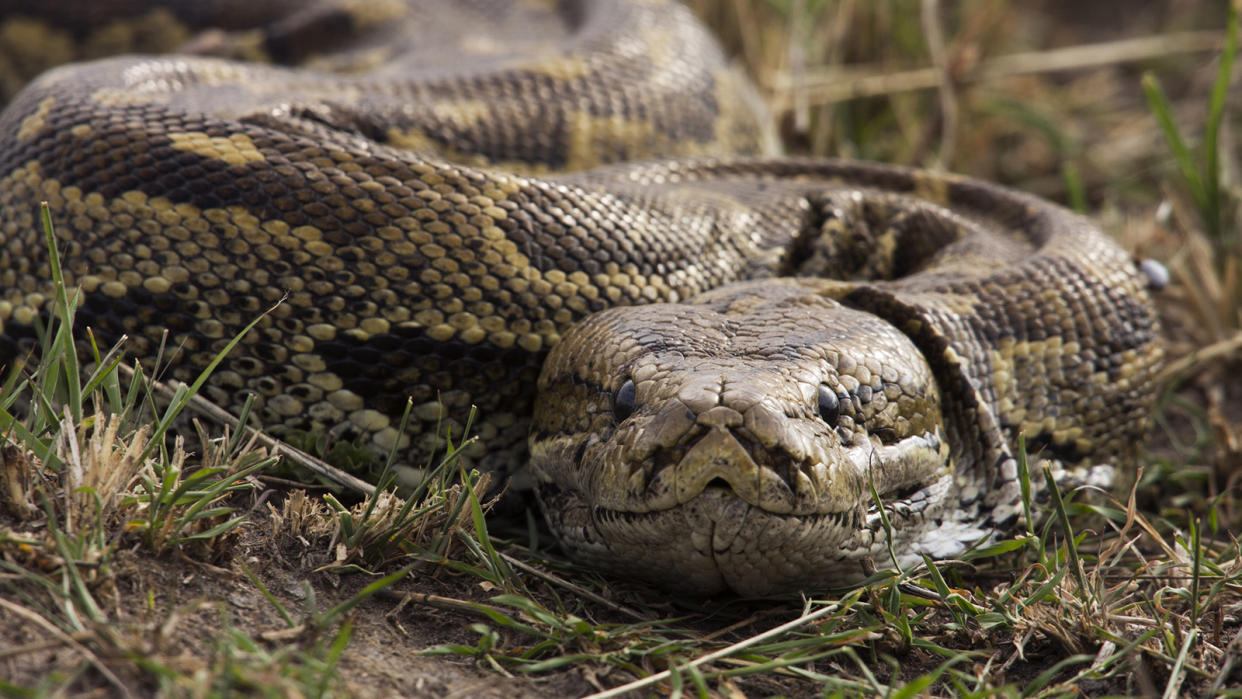 Snake slithering in short grass and dirt