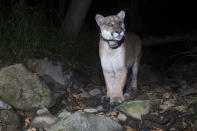 This May. 2020, photo provided by Miguel Ordeñana shows a mountain lion known as P-22, photographed in Los Angeles. The popular puma gained fame as P-22 and shone a spotlight on the troubled population of California's endangered mountain lions and their decreasing genetic diversity. But it's the big cat's death — and whether to return his remains to ancestral tribal lands where he spent his life — that could posthumously give his story new life. (Miguel Ordeñana via AP)