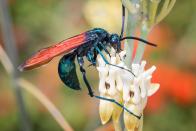 <p><strong>Tarantula Hawk Wasp</strong></p><p>New Mexico does <em>not</em> mess around. Not only is their insect a wasp, it's also named after a spider. Sure it's arachnid moniker is because that's what it snacks on, but it is still creepy as all get out. <br></p>