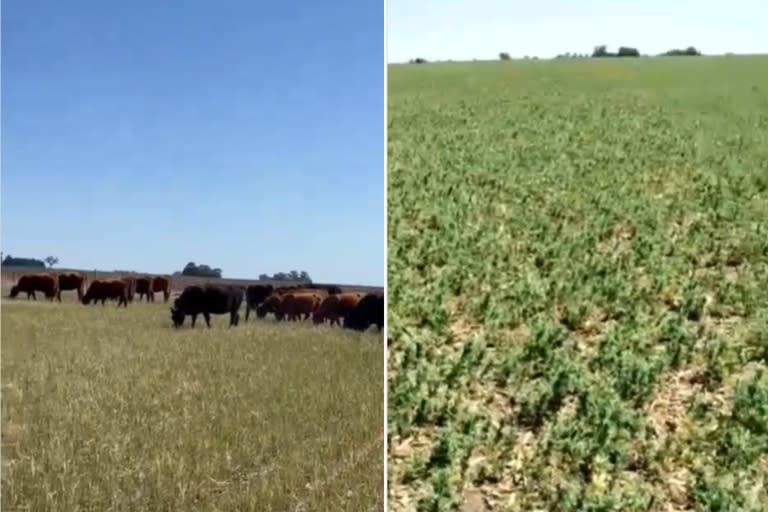 Hay productores que destinaron las vacas al trigo y otros que están preocupados por el impacto de la sequía en la arveja