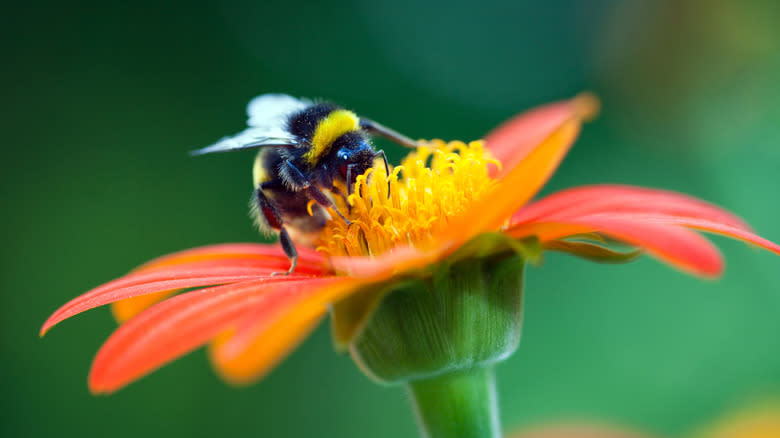 Bee on a flower