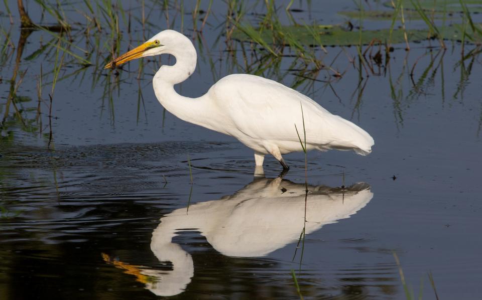 an egret on Waterlily Pan - Will Whitford