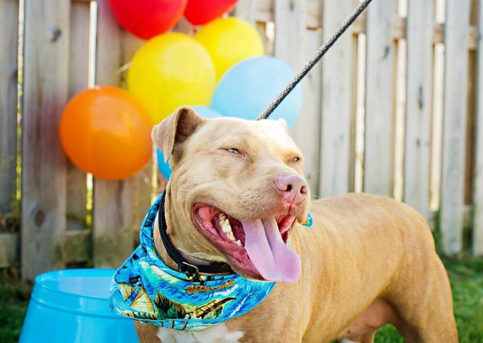 Baxter is a year-old boy with a great big smile who loves to play -- and can't wait to have a home of his own!  Find out more from <a href="https://www.facebook.com/pages/Humane-Society-of-Calvert-County/79401643939?fref=ts">Humane Society Calvert County</a>, in Maryland.