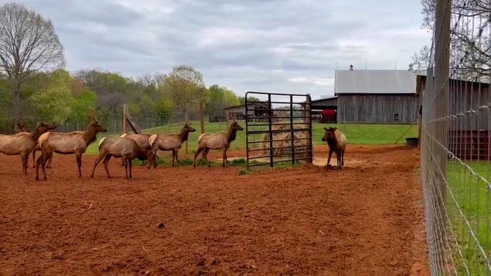 Doc is introduced to the other elk at NASCAR driver Ryan Newman’s Rescue Ranch in Statesville NC in April 2022.