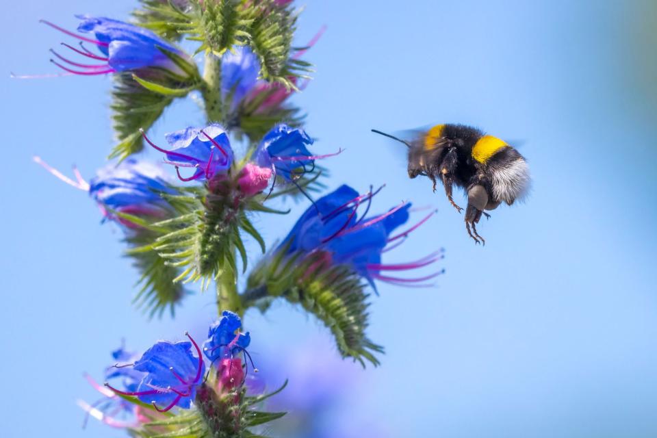 Unter den hiesigen Hummeln ist die Erdhummel am häufigsten zu sehen und zu erkennen an ihrem weißen Hinterteil. Sie baut ihr Nest unterirdisch und ist im Frühjahr als eine der ersten Insektenarten unterwegs. Ihr kräftiger Körper macht sie unempfindlicher gegen Kälte. Allerdings überleben bei dieser Spezies nur Königinnen den Winter. Als Bestäuberinnen sind Erdhummeln vor allem im Gemüseanbau gefragt. (Bild: iStock/Sander Meertins)