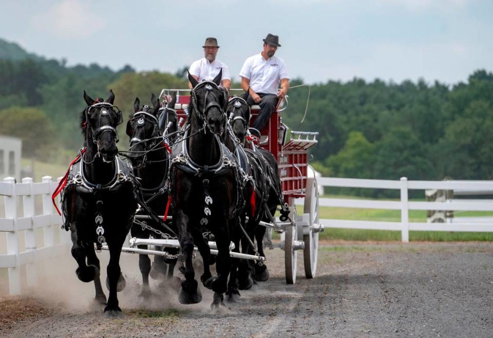 David Hershey of Spring Mount Percherons steers his 6 horse hitch during a draft horse demonstration at Penn State’s Ag Progress Days on Tuesday, Aug. 9, 2022.