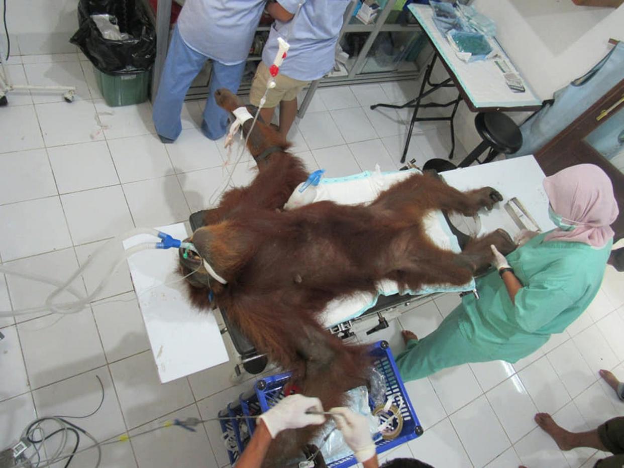 Veterinarians carry out examinations on a critical orangutan named “Hope” after she was rescued from Subulussalam city – Aceh Province.