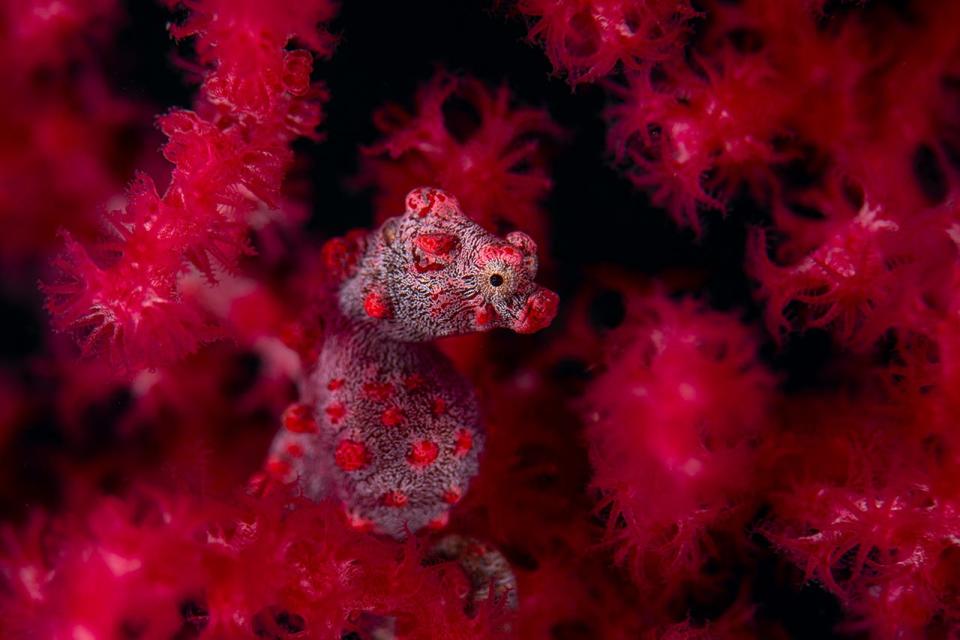 A red pygmy seahorse.