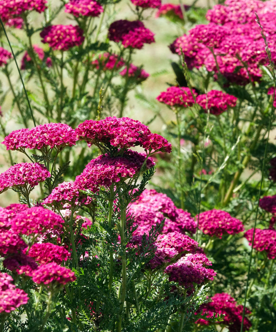 10. Achillea (yarrow)