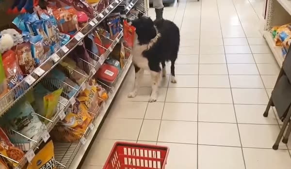 dog-in-the-store-treats