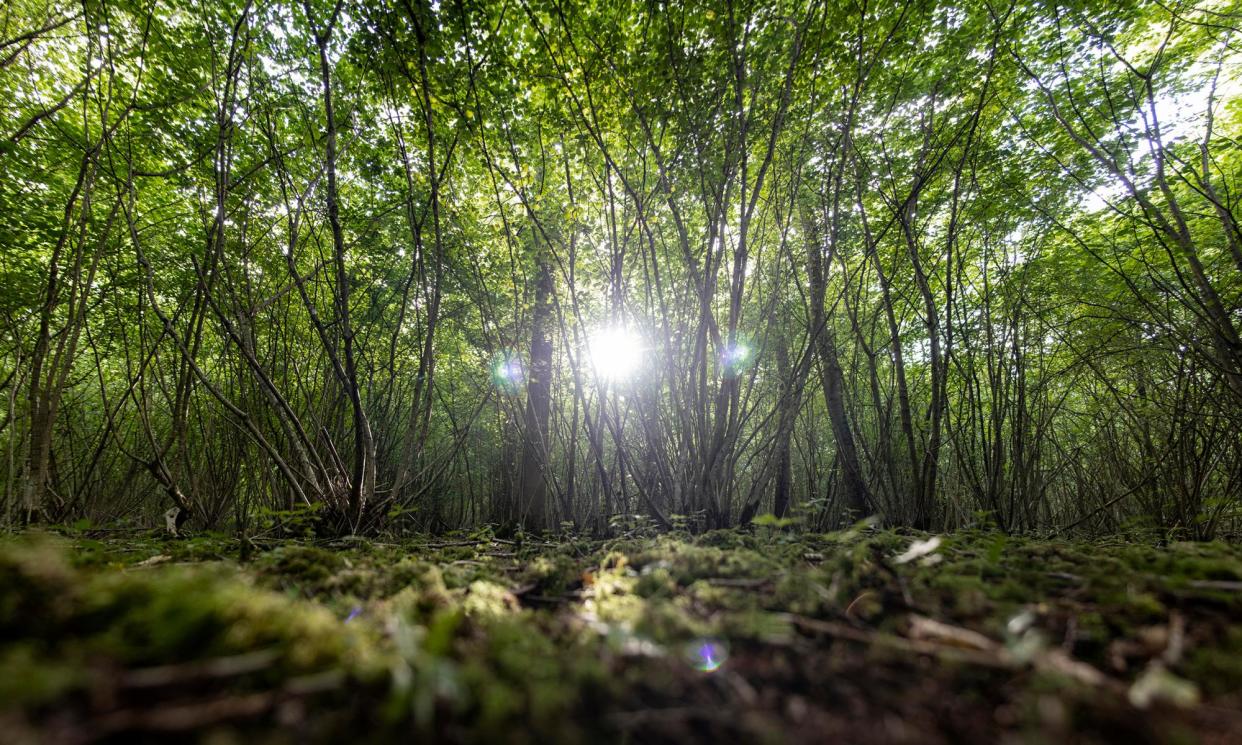 <span>The ancient woodlands of Gloucestershire where the three-day retreat takes place.</span><span>Photograph: Andrew Brooks</span>