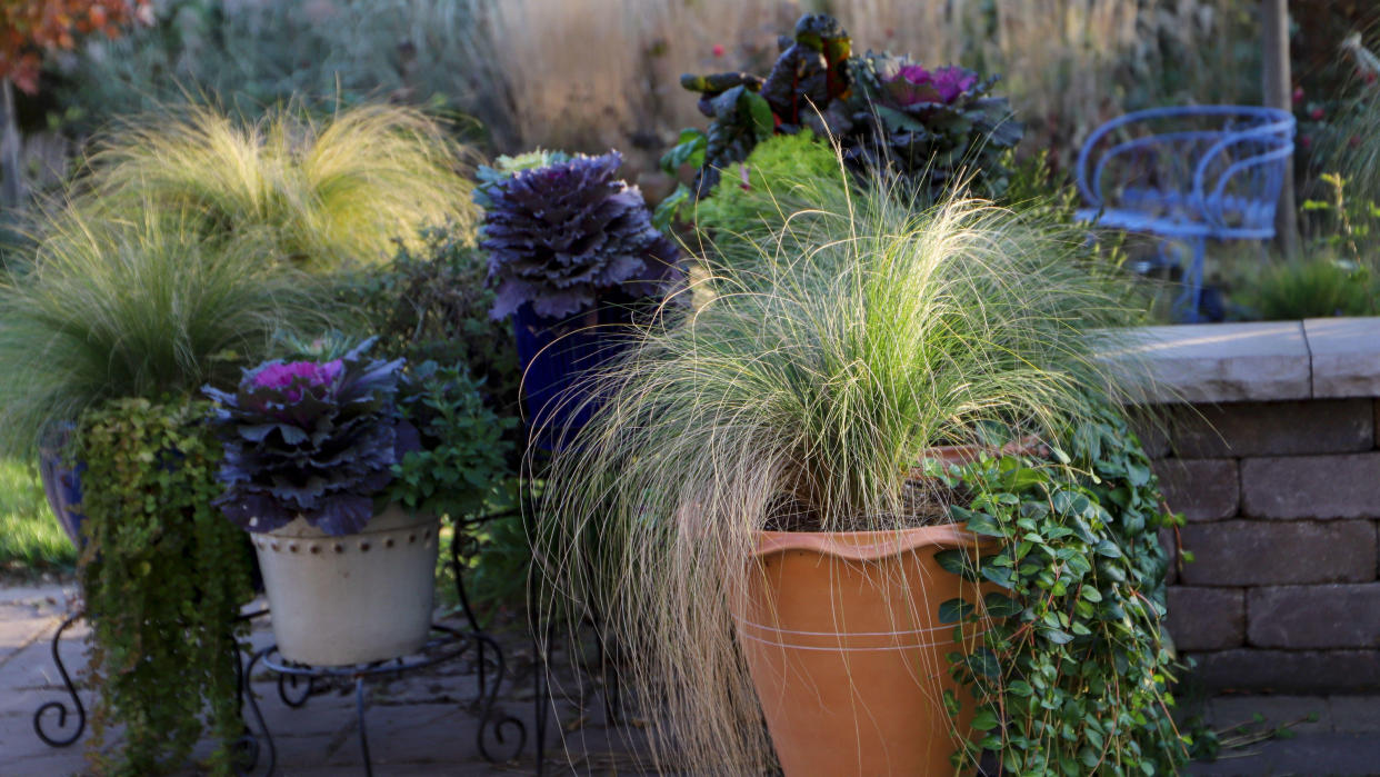  autumn containers planted with ornamental grasses, ivy and ornamental cabbage plants 