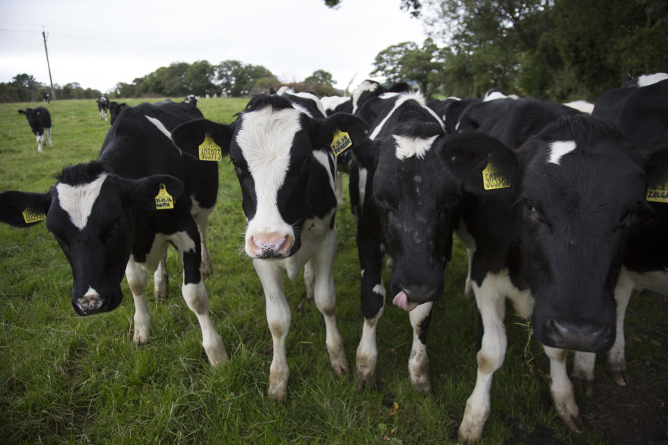 The number of dairy farmers in the UK has fallen by two-thirds since 1996 (Mike Kemp/In Pictures via Getty Images)