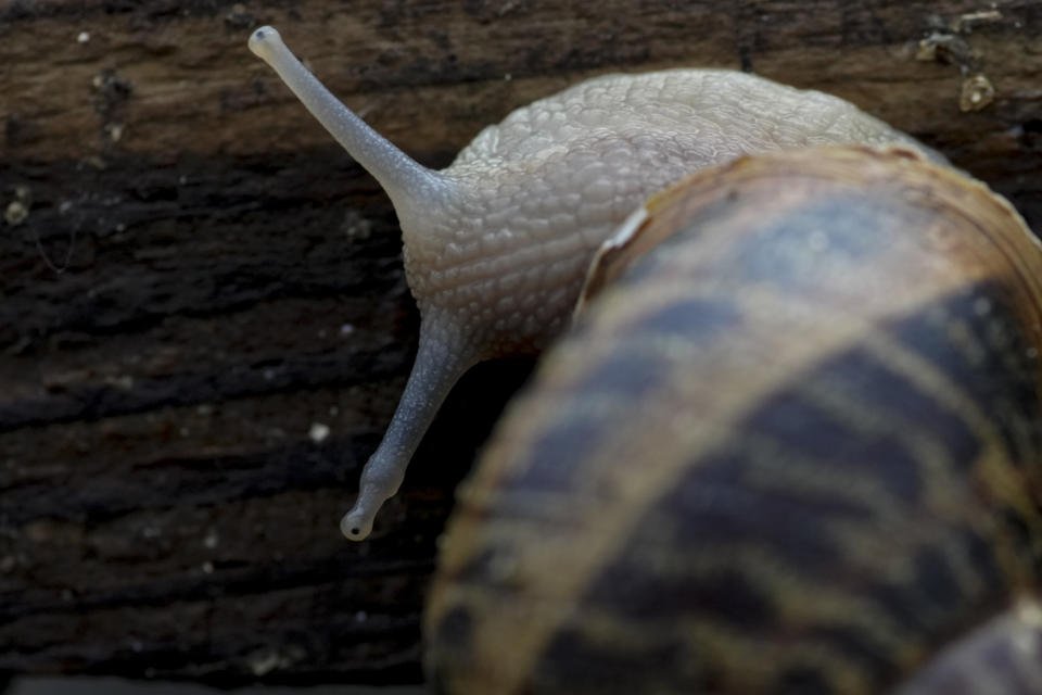 A snail is seen at Anton Avramenko's farm in Veresnya, on the outskirts of Kyiv, Ukraine, Friday, June 10, 2022. Snail farming isn't the type of business you expect to see when you think about Ukraine. Though in recent years, as the economic relations with the EU are tightening, Ukrainians have mastered new ideas of production which can be a perfect fit for the European market. (AP Photo/Natacha Pisarenko)
