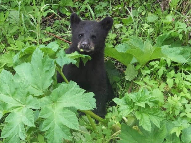 A black bear cub forages for food along a stream. (Becky Bohrer/AP Photo - image credit)