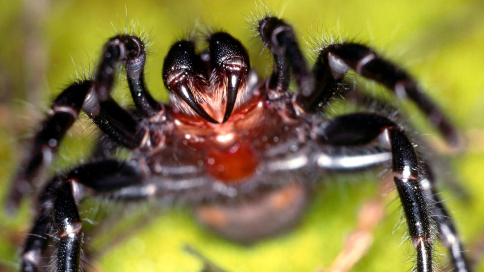 We see a Sydney-funnel web spider (Atrax robustus) preparing to strike. It has a red abdomen and black legs and fangs.It's on a green leaf.