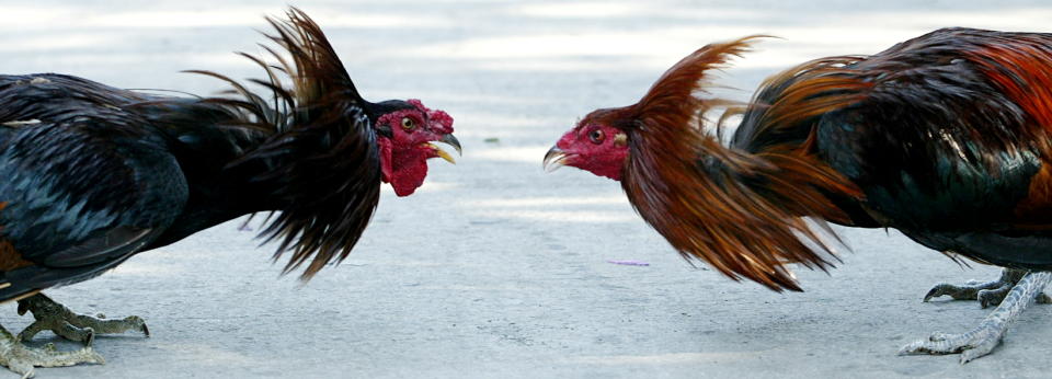 Roosters face each other as their handlers prepare them for a fight in Manila January 19, 2005. Cockfighting or 