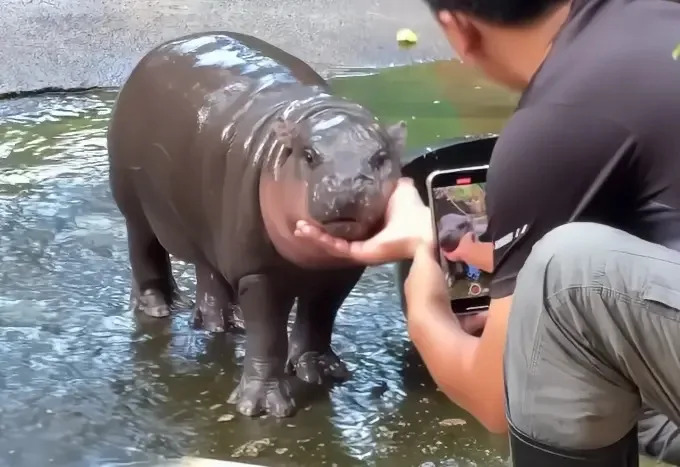 ▲泰國彈跳豬成為全球知名的動物明星。（圖／khaokheow.zoo）