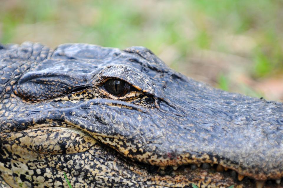 Tips to keep you and your pets safe as gator mating season approaches