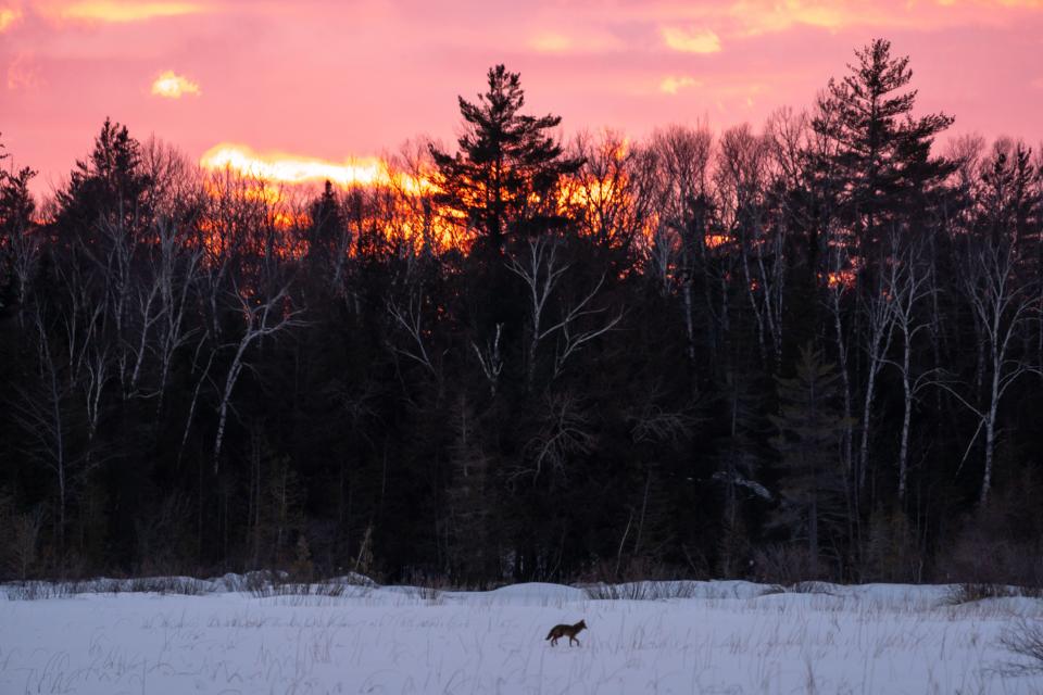 A coyote walks through a snowy field in the Upper Peninsula of Michigan.