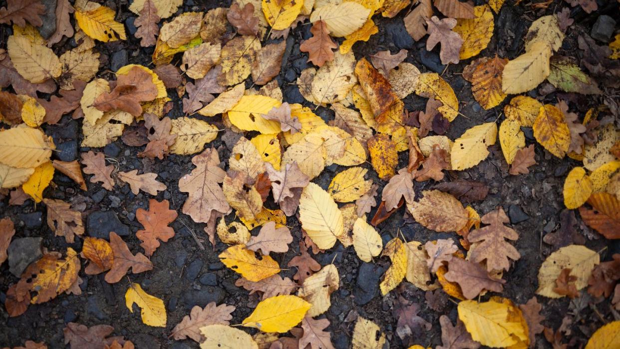 fallen leaves on the ground in autumn