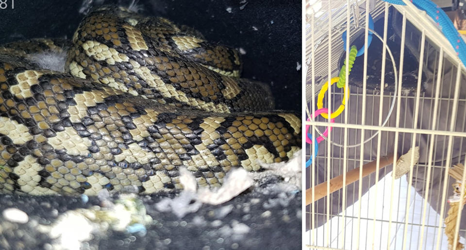 The “incredibly guilty looking culprit” was found coiled up inside a bird cage in Durack on Saturday. Source: Snake Catchers Brisbane, Ipswich, Logan & Gold Coast/Facebook