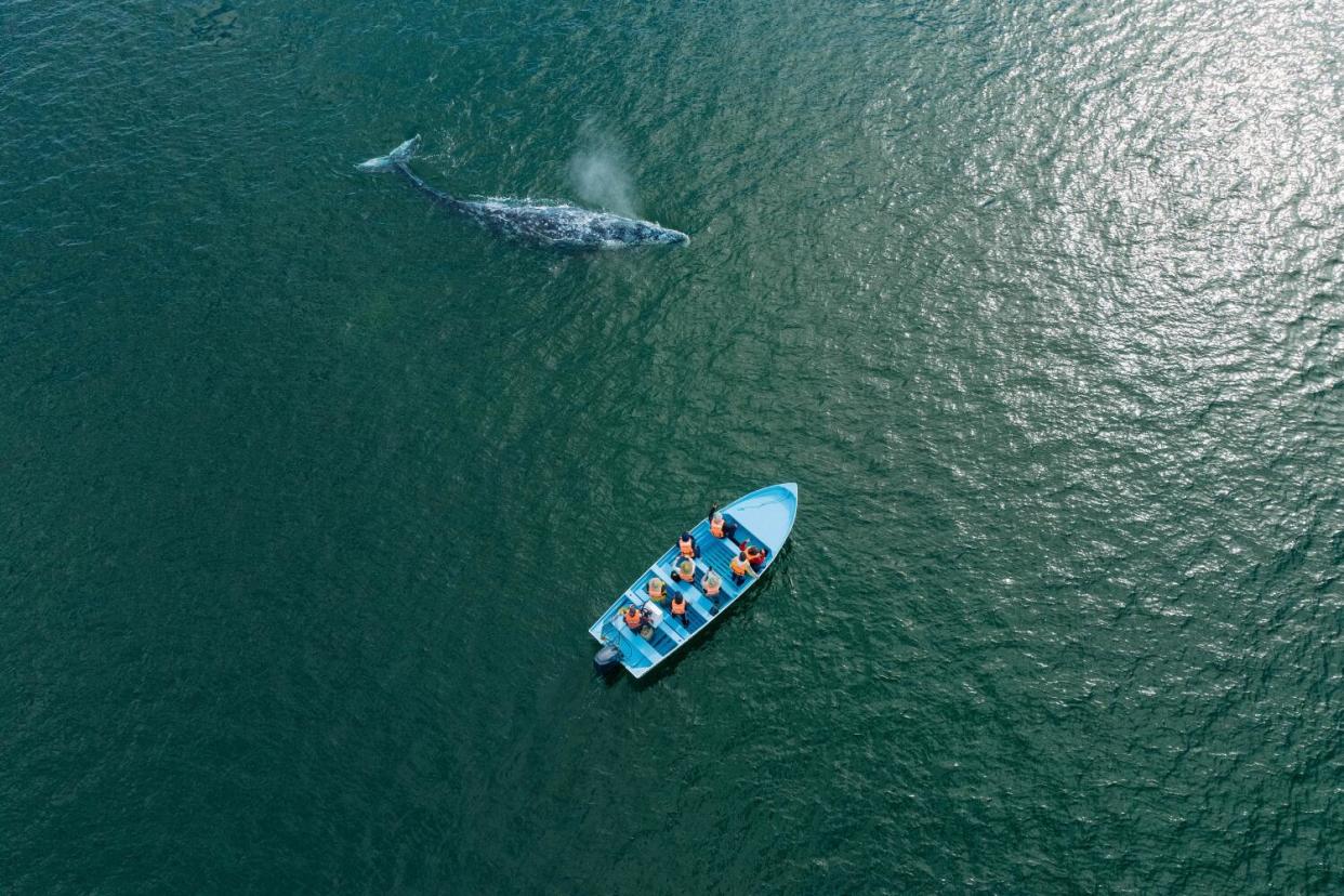 Tourists watch from a panga as a gray whale surfaces and spouts a misty jet of vapor at the Laguna Ojo de Liebre.