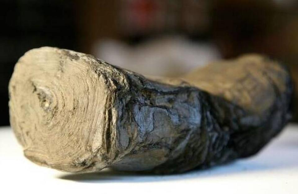Uno de los rollos de papiro carbonizados de Herculano