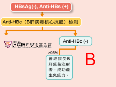 B肝表面抗體(Anti-HBs)。