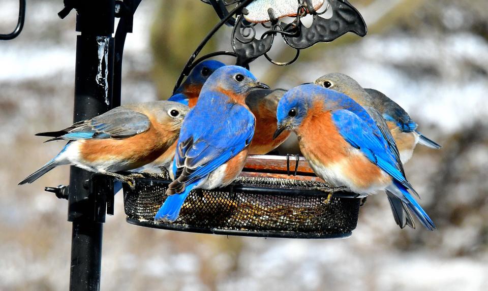 Two male front and center eastern bluebirds enjoy mealworms along with several females.