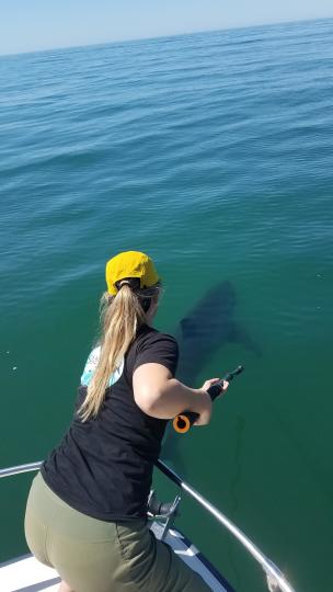 Emily Spurgeon tagging a great white juvenile shark