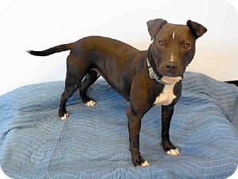 Cricket is a friendly guy who was rescued out of a dog fighting ring in Florida. He's <a href="http://www.adoptapet.com/pet/11680677-hampton-bays-new-york-pit-bull-terrier-mix" target="_blank">available for adoption now through the Southampton Animal Shelter, in New York</a>.