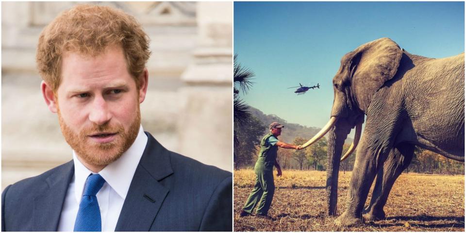 Prince Harry stunned the world last week following the release of his wildlife snaps – but now their reality has been revealed. Photo: Getty Images/instagram