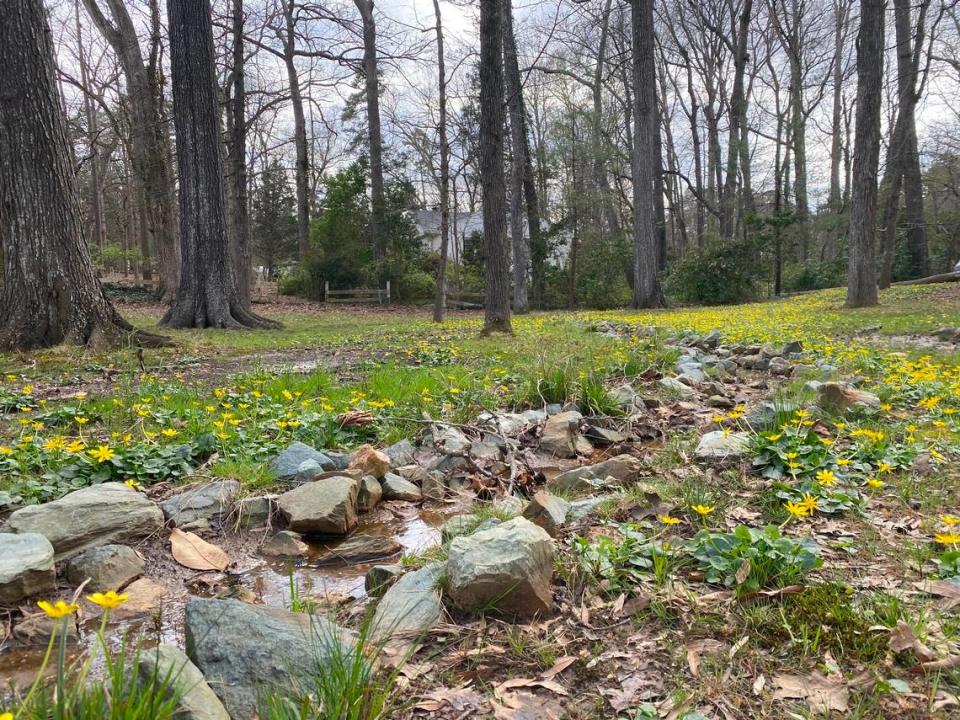 A shallow creek runs through the Hammers lawn and carries fig buttercup bulbils downstream.