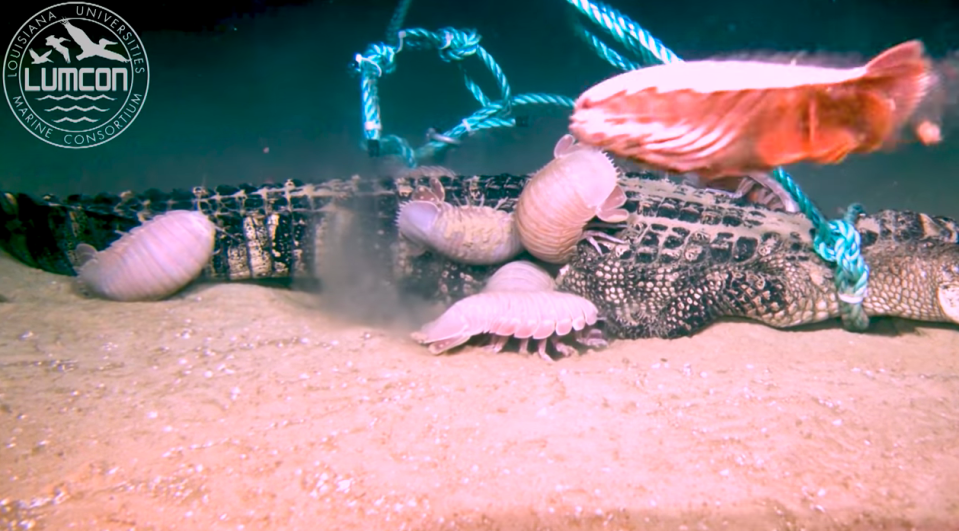 Alligators were dropped to the bottom of the Gulf of Mexico in February 2019 for the first-ever experiment on what eats reptiles in the world’s deep oceans. Source: Louisiana University Marine Consortium/ YouTube