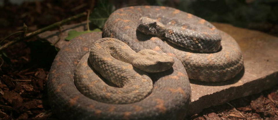 La police du Maryland a découvert plus de 100 serpents, dont certains figurent parmi les plus dangereux au monde.
