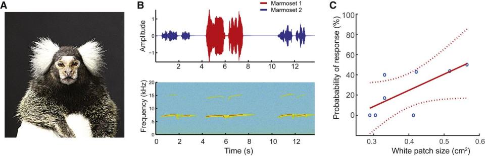 Photo credit: Ghazanfar, et. al./Current Biology