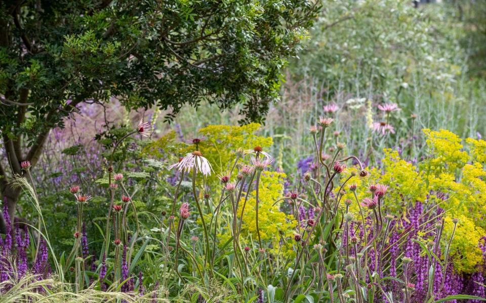 Bursting with life: Stuart-Smith's meadow includes Salvia sclarea var. turkestanica and Verbascum phlomoides ‘Spica’ - Heathcliff O'Malley