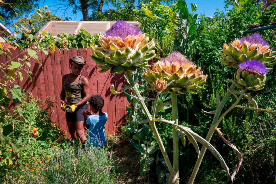 Alexandria White picks tomatoes with her daughter Manat White-Bay, 4, at their home garden in Oak Park on July 17. White moved to Sacramento about five years ago and built out her garden with the help of Yisrael Family Farm. She’s a big advocate for growing your own food as a means of empowerment, healthy living, and encouraging others to eat fresh food, particularly low income neighbors of color.