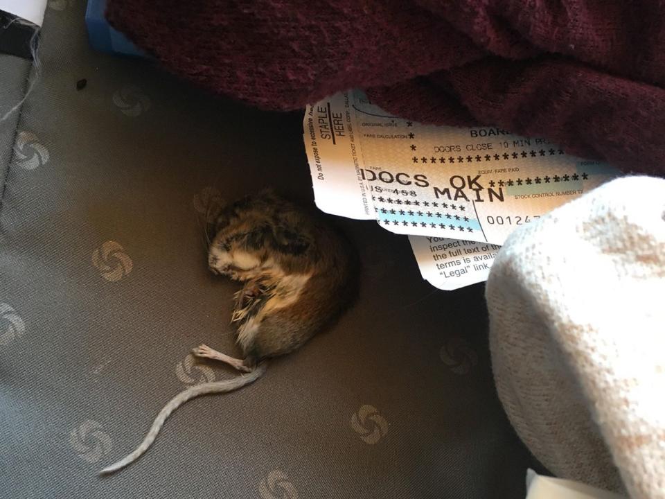 american airlines dead rat in luggage