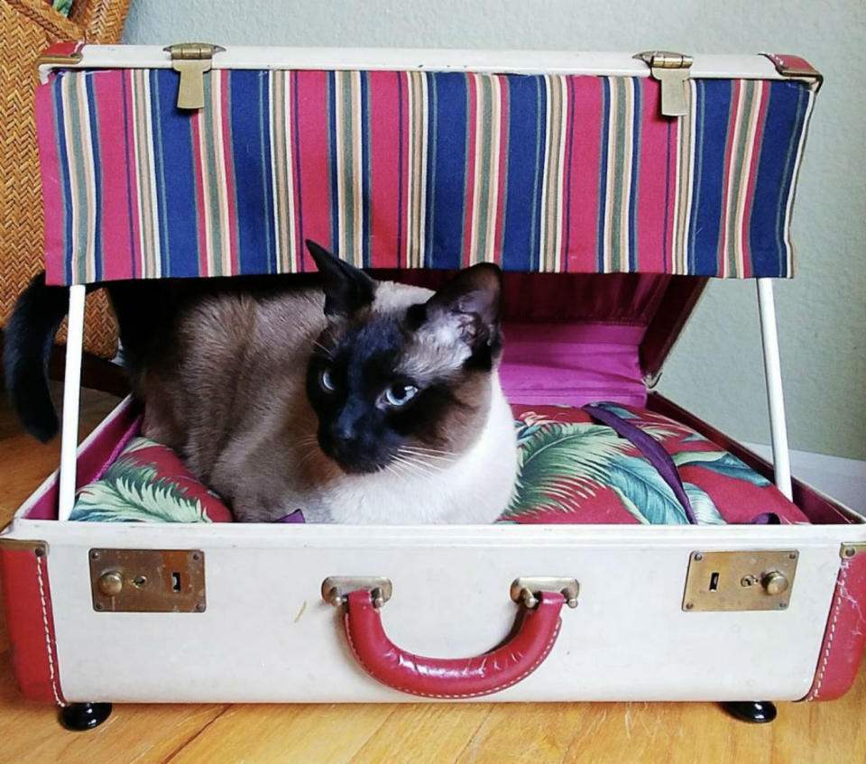 <p>Quien tiene una maleta vieja, tiene una cama para su mascota. Puedes reciclar también un cojín para que tu perro o gato esté más cómodo. (Foto: Instagram / <a rel="nofollow noopener" href="https://www.instagram.com/p/BdiwG4EnRhH/" target="_blank" data-ylk="slk:@catnurseoncall;elm:context_link;itc:0;sec:content-canvas" class="link ">@catnurseoncall</a>). </p>