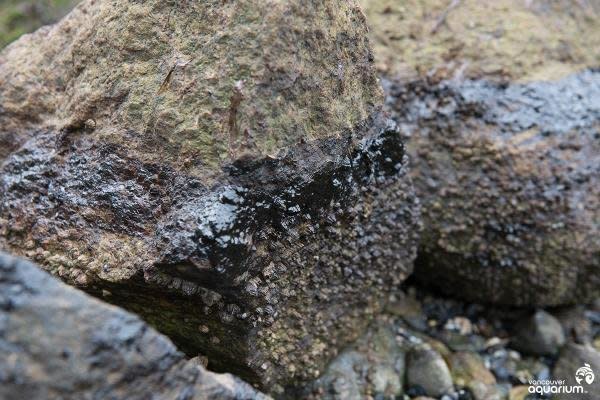 Barnacles are covered in oil at Second Beach in Vancouver after an oil spill from a ship in English Bay.