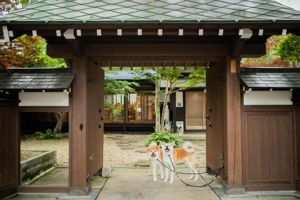 在地秋田犬帶你閒散漫步角館的武家屋敷。（日本觀光局JNTO提供）