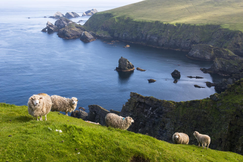 In England wurde ein verirrtes Schaf aus dem Meer gerettet. (Symbolfoto: Getty Images)