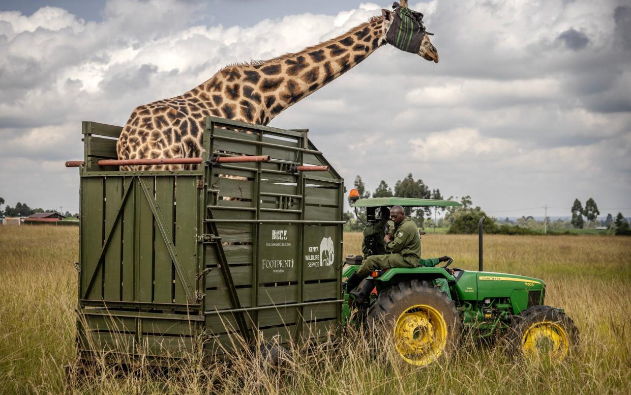 Wildlife workers drive off a giraffe