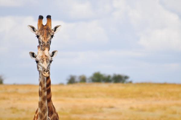 Two-Headed Giraffe