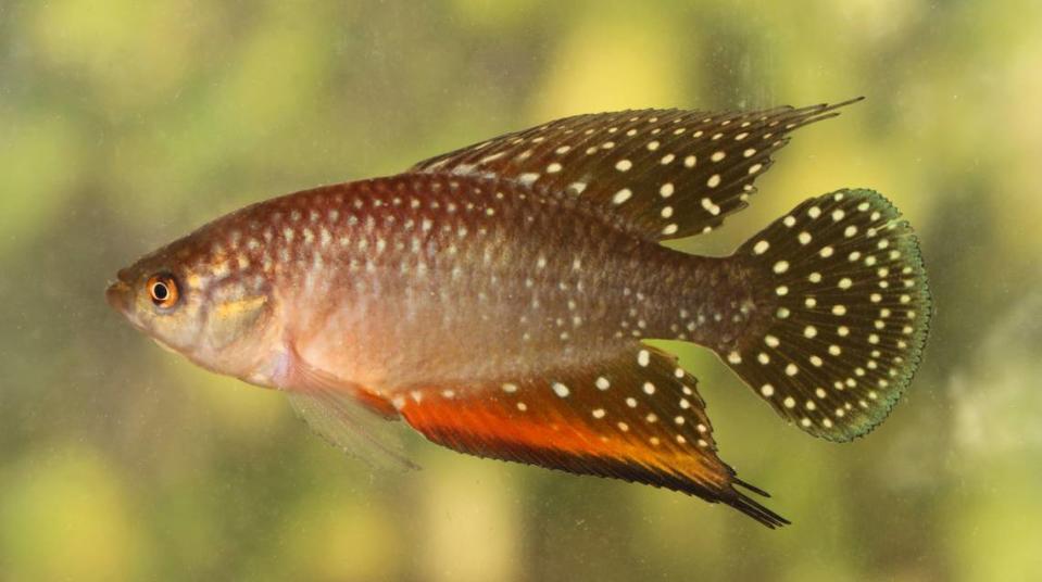 A male specimen of H. gongobira.