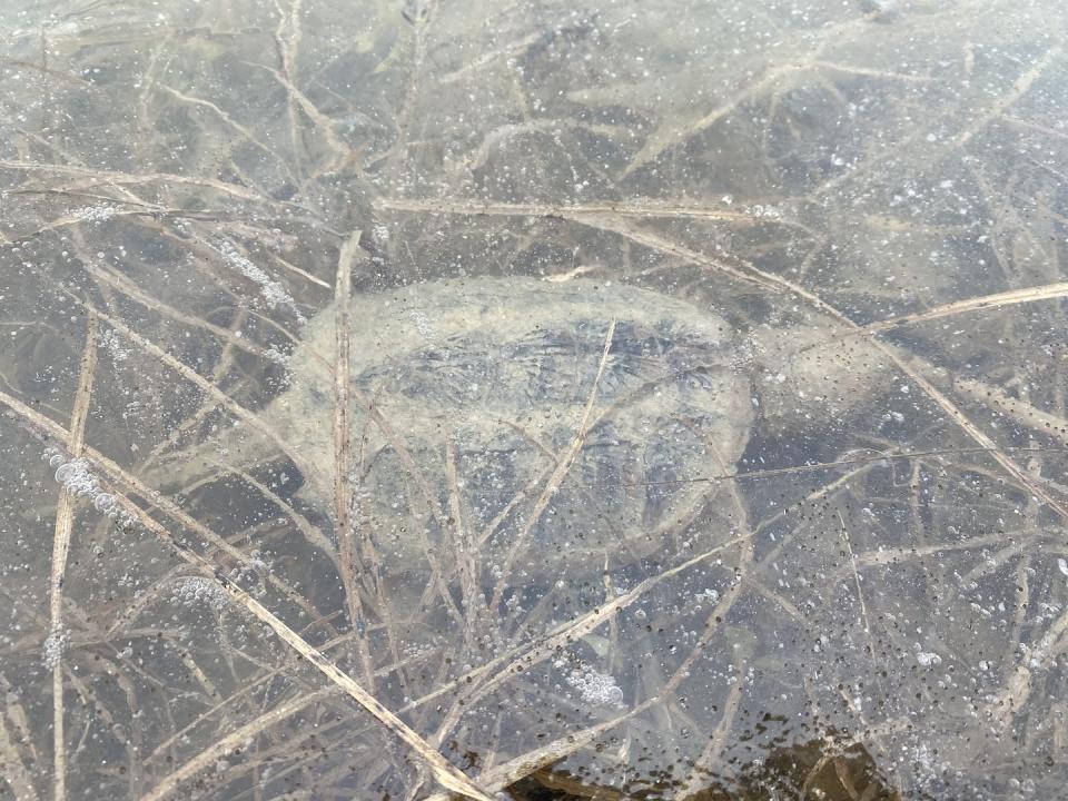 A snapping turtle under ice in southern Ontario. (Lucas Foerster/iNaturalist), <a href="http://creativecommons.org/licenses/by/4.0/" rel="nofollow noopener" target="_blank" data-ylk="slk:CC BY;elm:context_link;itc:0;sec:content-canvas" class="link ">CC BY</a>